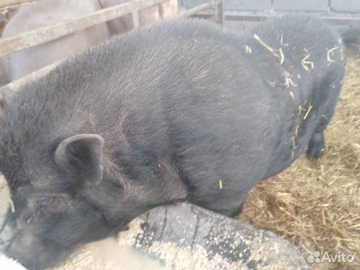 Вьетнамский хряк