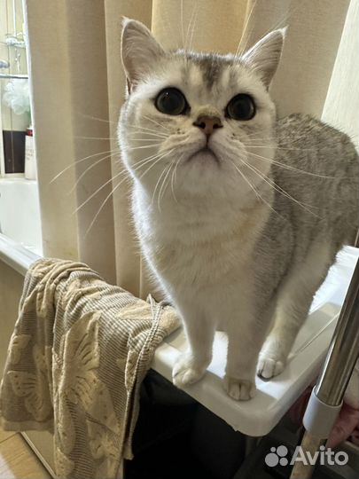 Британская кошечка