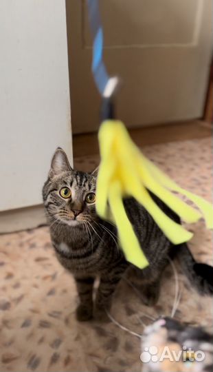 Кот мальчик (Приют Пушистики)