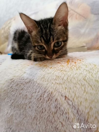 Котенок, мальчик