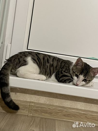 Котик Мартин