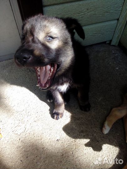 Щенки в добрые руки