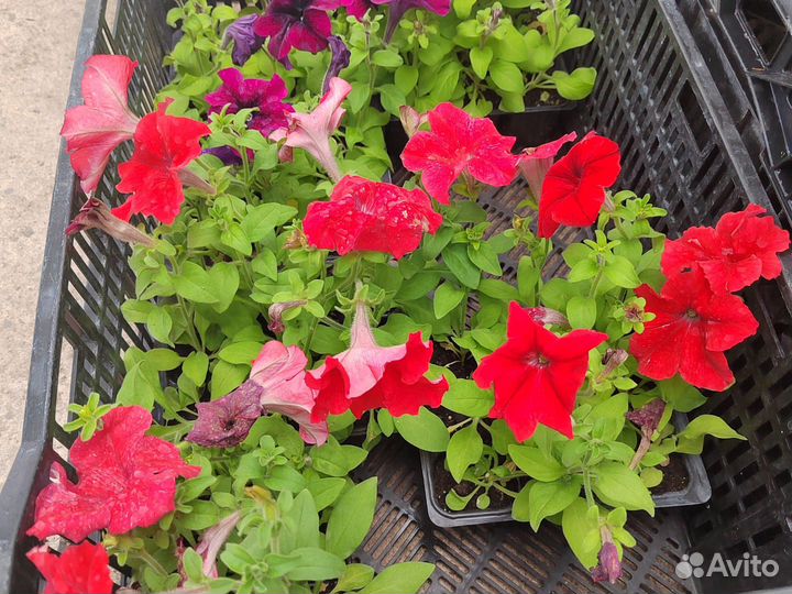 Рассада цветов