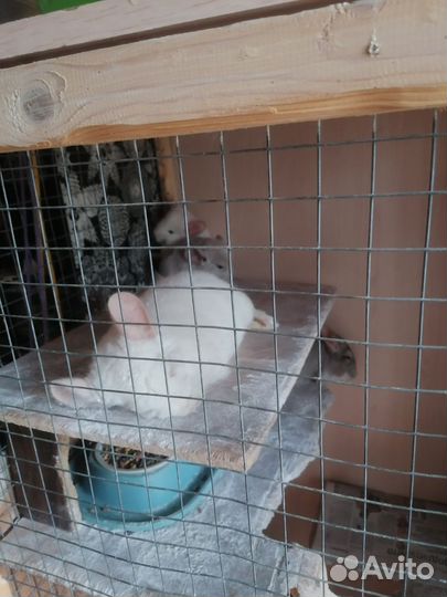 Шиншиллы с витриной