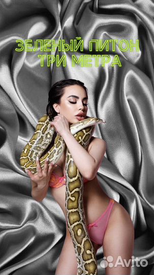 Аренда змей, питона, удава, животных на фотосессию