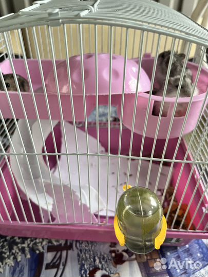 Хомячки очень добрые, прекрасный подарок ребенку