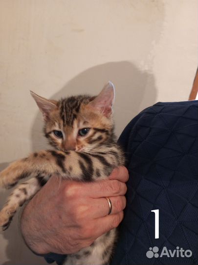 Бенгальские котята