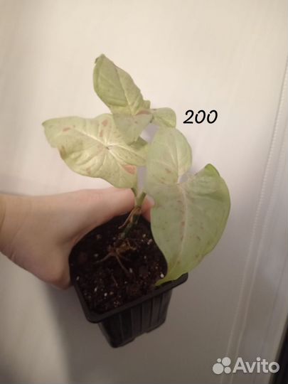 Сингониум милк конфети