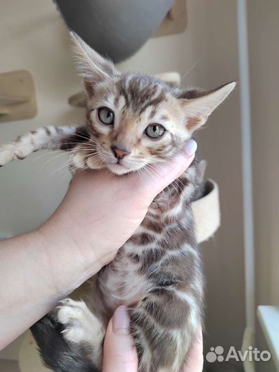 Бенгальский кот