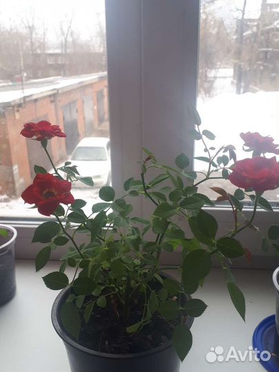 Роза комнатная домашняя