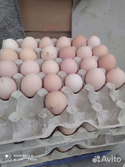 Инкубационное яйцо Кучинской юбилейной