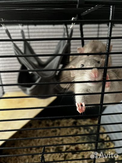 Крыса дамбо