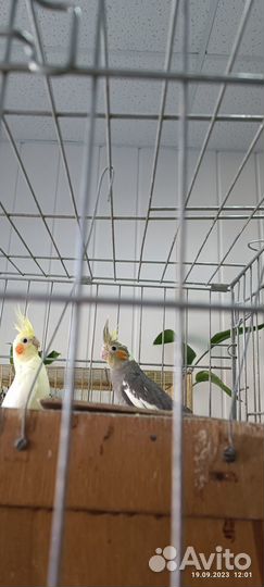 Попугай корелла птенец