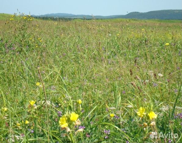 Мёд 24 года натуральный опт