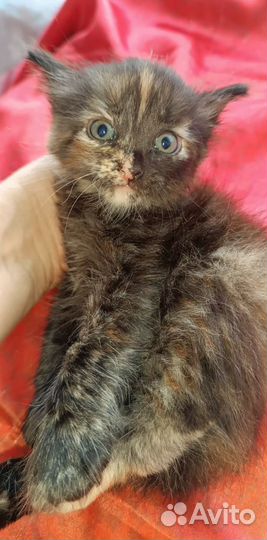 Котята