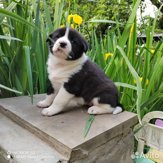 Щенки русско-европейской лайки