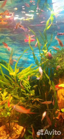 Аквариумные рыбки гуппи