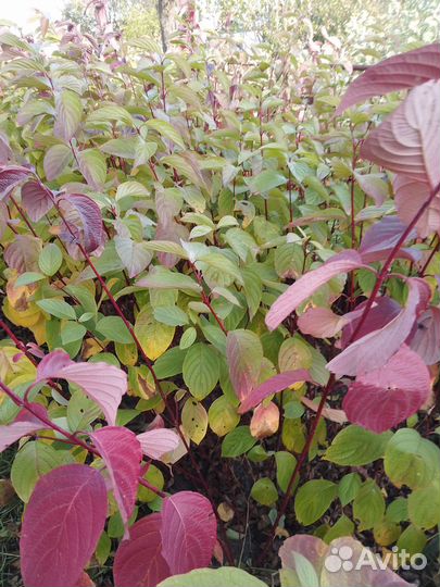 Дерен белый westonbirt(зелёный широкий лист)