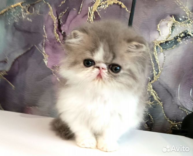 Очень красивая перс девочка котенок 2 м. питомника