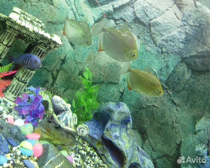 Аквариум с тумбой 300 литров