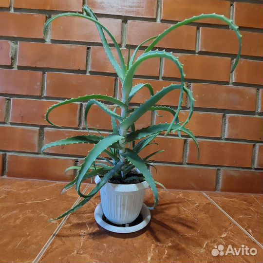 Продам Алоэ