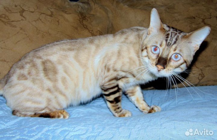 Бенгальские