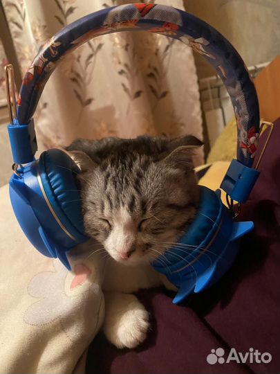 Шотландская