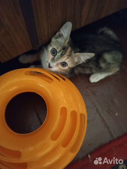 Котенок Злата