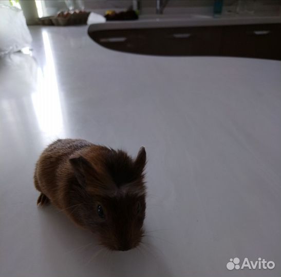 Морские свинки малыши