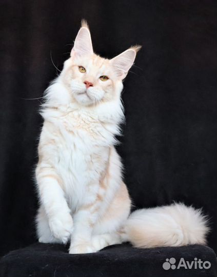 Котик Мейн-кун
