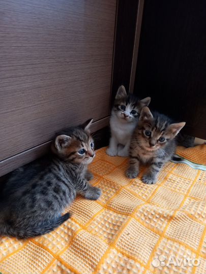 Котята в добрые руки мальчики