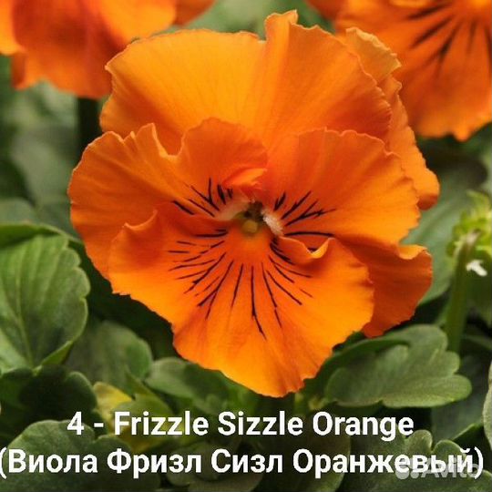 Виола Фризл Сизл, семена профессиональные