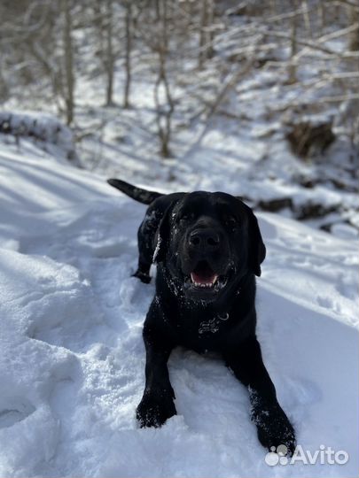 Кобель лабрадора вязка