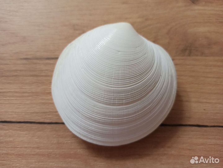 Морская раковина