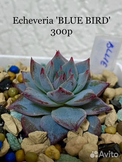 Эхеверии, граптоседумы, граптоверии суккуленты