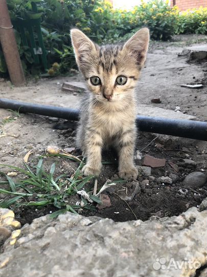 Котята пасхальные