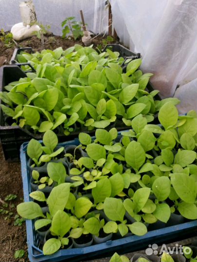 Рассада 9сортов таб