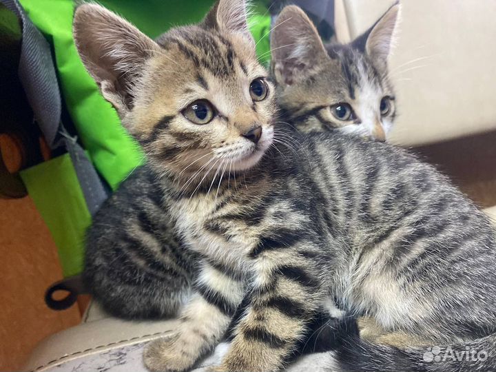 Котята бесплатно