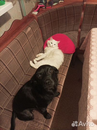 Передержка собак маленьких пород