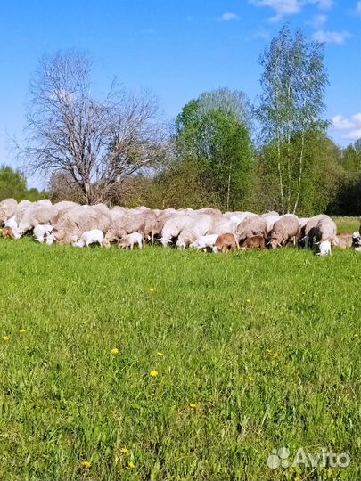 Катумские овцы и ягнята