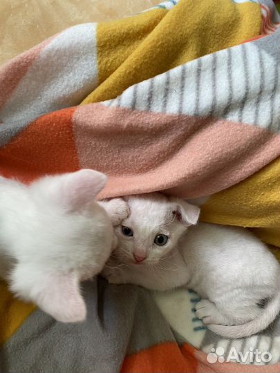 Котята сфинкс бесплатно