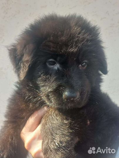 Щенки немецкой овчарки с документами РКФ