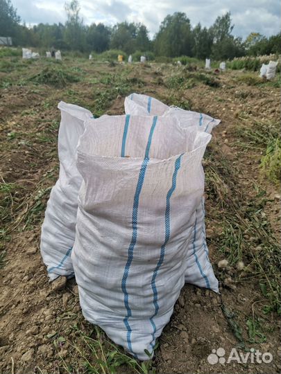 Продам картофель