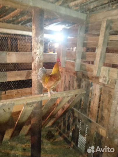 Карликовый петух