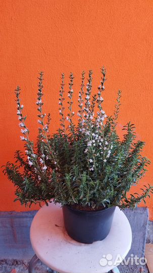 Чабрец(тимьян сахарномедовый)бегамотовый,лимонный