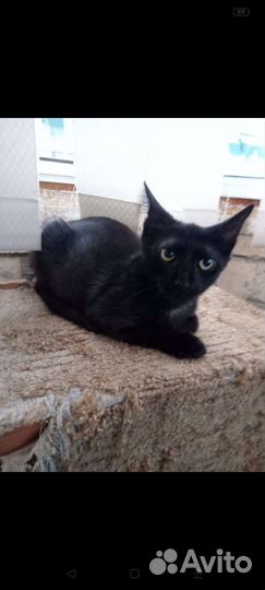 Котенок кошечка
