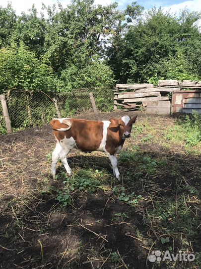 Тёлка на племя