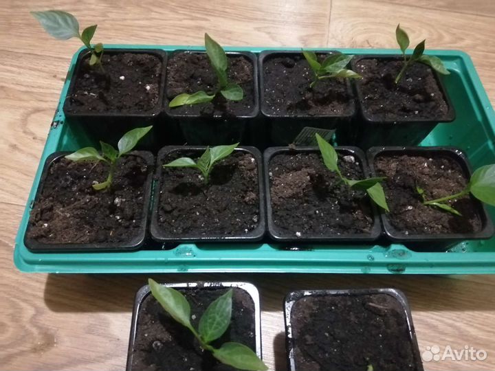 Перец болгарский рассада