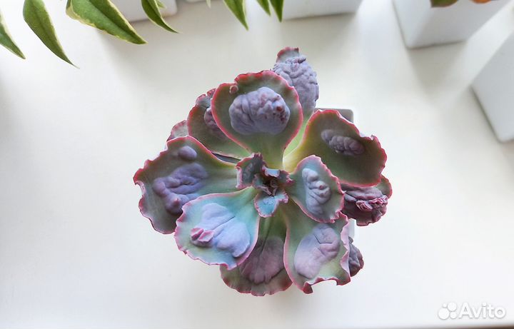 Суккуленты ч.5