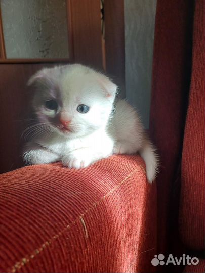 Шотландская вислоухая кошка
